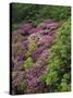 Catawba Rhododendron and Mountain Ash Growing in Forest-Adam Jones-Stretched Canvas