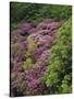 Catawba Rhododendron and Mountain Ash Growing in Forest-Adam Jones-Stretched Canvas
