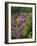 Catawba Rhododendron and Mountain Ash Growing in Forest-Adam Jones-Framed Photographic Print