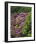 Catawba Rhododendron and Mountain Ash Growing in Forest-Adam Jones-Framed Photographic Print