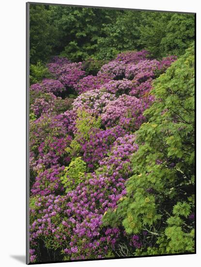 Catawba Rhododendron and Mountain Ash Growing in Forest-Adam Jones-Mounted Photographic Print