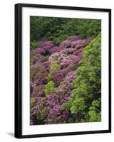 Catawba Rhododendron and Mountain Ash Growing in Forest-Adam Jones-Framed Photographic Print