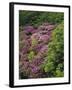 Catawba Rhododendron and Mountain Ash Growing in Forest-Adam Jones-Framed Photographic Print