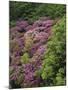 Catawba Rhododendron and Mountain Ash Growing in Forest-Adam Jones-Mounted Photographic Print