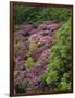 Catawba Rhododendron and Mountain Ash Growing in Forest-Adam Jones-Framed Photographic Print