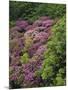 Catawba Rhododendron and Mountain Ash Growing in Forest-Adam Jones-Mounted Photographic Print