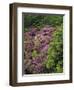 Catawba Rhododendron and Mountain Ash Growing in Forest-Adam Jones-Framed Photographic Print