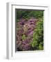 Catawba Rhododendron and Mountain Ash Growing in Forest-Adam Jones-Framed Photographic Print