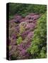 Catawba Rhododendron and Mountain Ash Growing in Forest-Adam Jones-Stretched Canvas