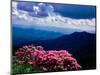 Catawba rhododendron in bloom, Yellow Face Overlook, Blue Ridge Parkway, North Carolina, USA-null-Mounted Photographic Print