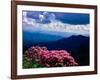 Catawba rhododendron in bloom, Yellow Face Overlook, Blue Ridge Parkway, North Carolina, USA-null-Framed Photographic Print