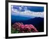 Catawba rhododendron in bloom, Yellow Face Overlook, Blue Ridge Parkway, North Carolina, USA-null-Framed Photographic Print