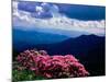 Catawba rhododendron in bloom, Yellow Face Overlook, Blue Ridge Parkway, North Carolina, USA-null-Mounted Photographic Print