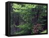 Catawba Rhododendron, Pisgah National Forest, North Carolina, USA-Adam Jones-Framed Stretched Canvas