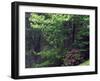 Catawba Rhododendron, Pisgah National Forest, North Carolina, USA-Adam Jones-Framed Photographic Print