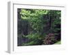 Catawba Rhododendron, Pisgah National Forest, North Carolina, USA-Adam Jones-Framed Photographic Print