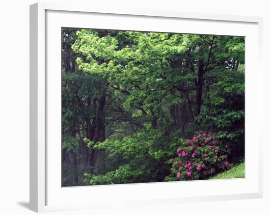 Catawba Rhododendron, Pisgah National Forest, North Carolina, USA-Adam Jones-Framed Photographic Print