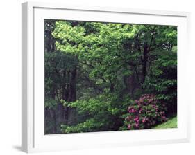 Catawba Rhododendron, Pisgah National Forest, North Carolina, USA-Adam Jones-Framed Photographic Print