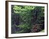 Catawba Rhododendron, Pisgah National Forest, North Carolina, USA-Adam Jones-Framed Photographic Print