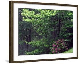 Catawba Rhododendron, Pisgah National Forest, North Carolina, USA-Adam Jones-Framed Photographic Print