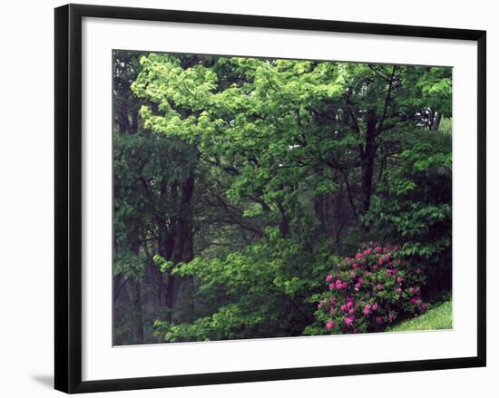 Catawba Rhododendron, Pisgah National Forest, North Carolina, USA-Adam Jones-Framed Photographic Print