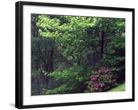 Catawba Rhododendron, Pisgah National Forest, North Carolina, USA-Adam Jones-Framed Photographic Print