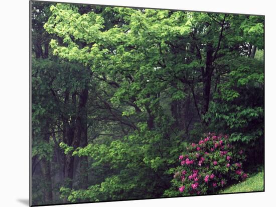 Catawba Rhododendron, Pisgah National Forest, North Carolina, USA-Adam Jones-Mounted Photographic Print
