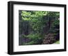 Catawba Rhododendron, Pisgah National Forest, North Carolina, USA-Adam Jones-Framed Photographic Print