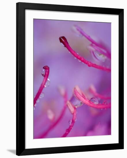 Catawba Rhododendron with Rain Drops, North Carolina, USA-Nancy Rotenberg-Framed Photographic Print