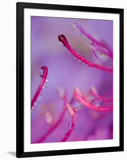 Catawba Rhododendron with Rain Drops, North Carolina, USA-Nancy Rotenberg-Framed Photographic Print