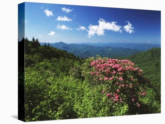 Catawba Rhododendrons, Blue Ridge Parkway, Pisgah National Forest, North Carolina, USA-Adam Jones-Stretched Canvas