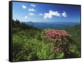 Catawba Rhododendrons, Blue Ridge Parkway, Pisgah National Forest, North Carolina, USA-Adam Jones-Framed Stretched Canvas