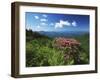 Catawba Rhododendrons, Blue Ridge Parkway, Pisgah National Forest, North Carolina, USA-Adam Jones-Framed Premium Photographic Print