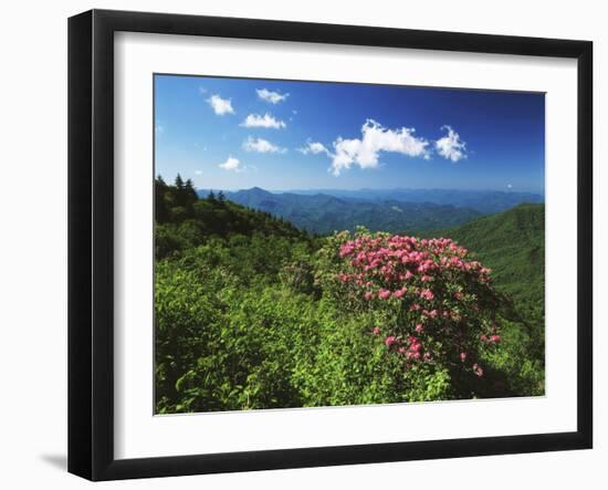 Catawba Rhododendrons, Blue Ridge Parkway, Pisgah National Forest, North Carolina, USA-Adam Jones-Framed Premium Photographic Print