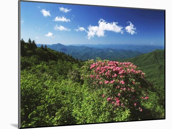 Catawba Rhododendrons, Blue Ridge Parkway, Pisgah National Forest, North Carolina, USA-Adam Jones-Mounted Premium Photographic Print