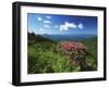 Catawba Rhododendrons, Blue Ridge Parkway, Pisgah National Forest, North Carolina, USA-Adam Jones-Framed Photographic Print