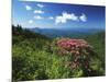 Catawba Rhododendrons, Blue Ridge Parkway, Pisgah National Forest, North Carolina, USA-Adam Jones-Mounted Photographic Print