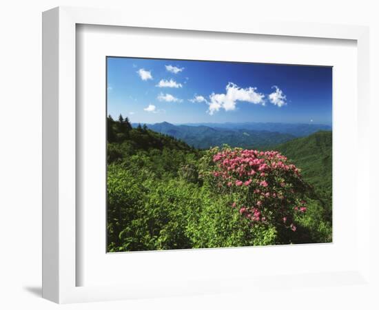 Catawba Rhododendrons, Blue Ridge Parkway, Pisgah National Forest, North Carolina, USA-Adam Jones-Framed Photographic Print