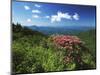 Catawba Rhododendrons, Blue Ridge Parkway, Pisgah National Forest, North Carolina, USA-Adam Jones-Mounted Photographic Print