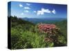 Catawba Rhododendrons, Blue Ridge Parkway, Pisgah National Forest, North Carolina, USA-Adam Jones-Stretched Canvas