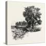 Catawba Vineyard, Pelee Island, Canada, Nineteenth Century-null-Stretched Canvas