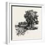 Catawba Vineyard, Pelee Island, Canada, Nineteenth Century-null-Framed Giclee Print