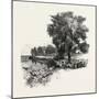 Catawba Vineyard, Pelee Island, Canada, Nineteenth Century-null-Mounted Giclee Print