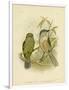 Catbird, 1891-Gracius Broinowski-Framed Giclee Print