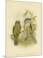 Catbird, 1891-Gracius Broinowski-Mounted Giclee Print