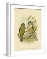 Catbird, 1891-Gracius Broinowski-Framed Giclee Print