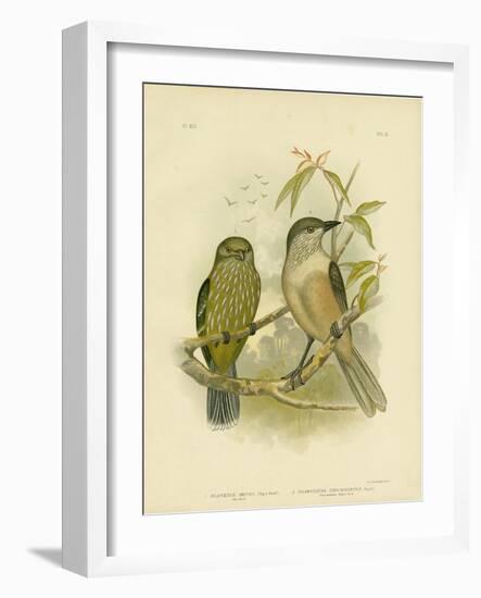 Catbird, 1891-Gracius Broinowski-Framed Giclee Print