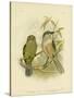 Catbird, 1891-Gracius Broinowski-Stretched Canvas