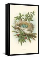 Catbird Nest and Eggs-null-Framed Stretched Canvas