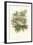 Catbird Nest and Eggs-null-Framed Art Print